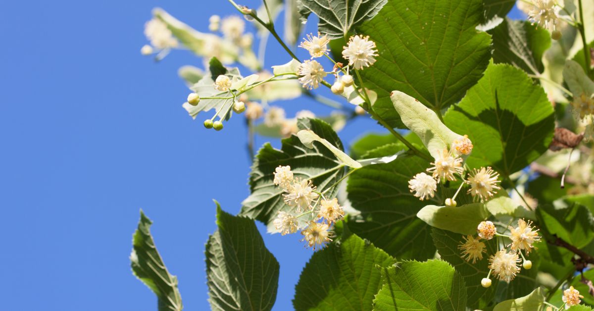 Lipa Native Tree Lípa - strom srdce a symbol svobody. Objevte krásu lípy, její léčivé ...