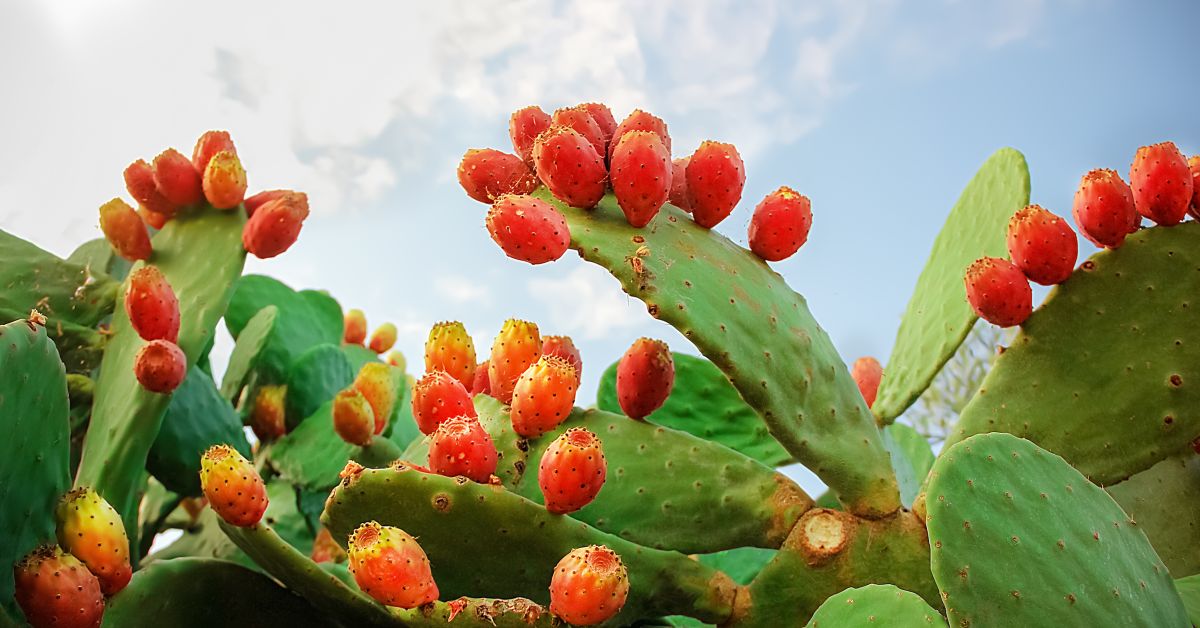 Opuncie - kaktus s chutnými plody a bolestivými trny. Historie, pěstování a  využití opuncií po celém světě. - ČESKÉSTAVBY.cz