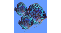 AKVARISTIKA SVOBODA