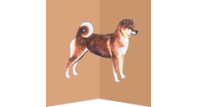 Shiba klub ČR